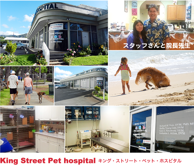 King Street Pet hospital