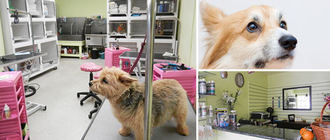 One Stop Pet Care Salon