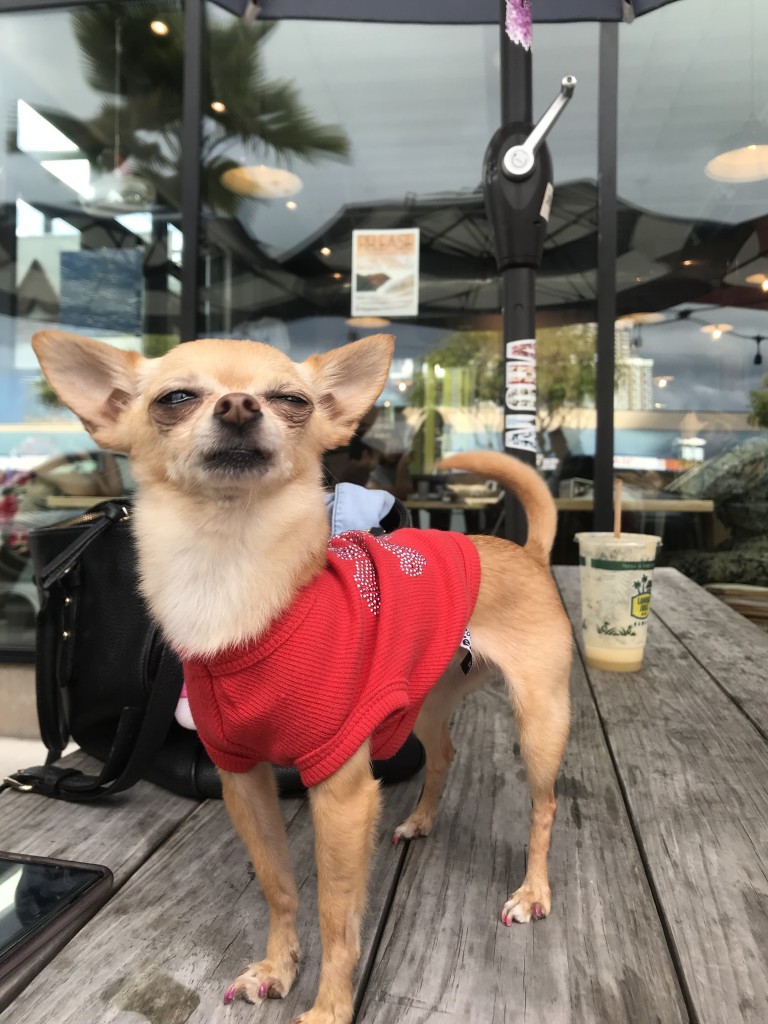 おやつの後は。。│ハワイドッグ