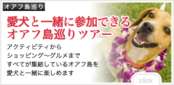 【オアフ島巡り】犬と一緒に参加できるオアフ島巡りツアー