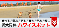 犬同伴ハワイスポット